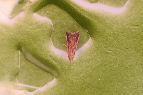 Réf. 326 810 : Metallostichodes nigrocyanella
